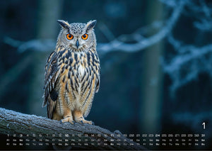 Eulen - Wächter der Nacht - 2027 - Kalender