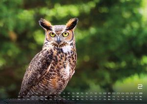 Eulen - Wächter der Nacht - 2027 - Kalender