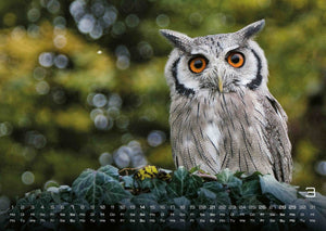 Eulen - Wächter der Nacht - 2027 - Kalender