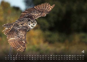 Eulen - Wächter der Nacht - 2027 - Kalender