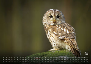 Eulen - Wächter der Nacht - 2027 - Kalender