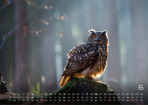 Eulen - Wächter der Nacht - 2027 - Kalender