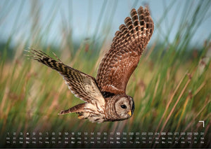 Eulen - Wächter der Nacht - 2027 - Kalender
