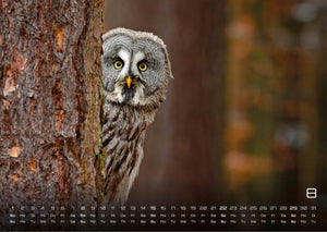 Eulen - Wächter der Nacht - 2027 - Kalender