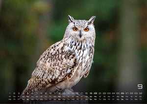 Eulen - Wächter der Nacht - 2027 - Kalender