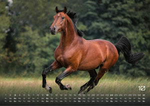 Pferdegeflüster - Der Pferdekalender - 2027 - Kalender
