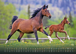 Pferdegeflüster - Der Pferdekalender - 2027 - Kalender
