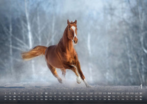 Pferdegeflüster - Der Pferdekalender - 2027 - Kalender
