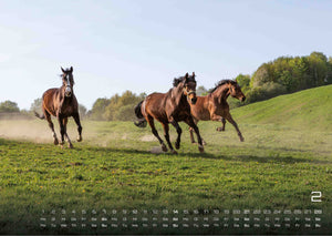 Pferdegeflüster - Der Pferdekalender - 2027 - Kalender