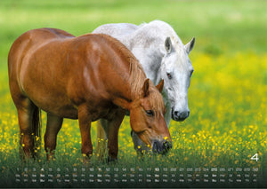 Pferdegeflüster - Der Pferdekalender - 2027 - Kalender