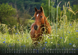 Pferdegeflüster - Der Pferdekalender - 2027 - Kalender