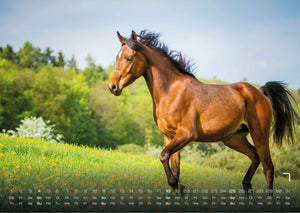Pferdegeflüster - Der Pferdekalender - 2027 - Kalender