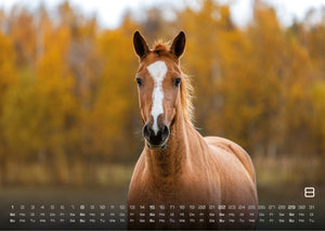 Pferdegeflüster - Der Pferdekalender - 2027 - Kalender