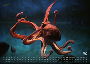 Sealife - verborgene Tiefen - 2027 - Kalender