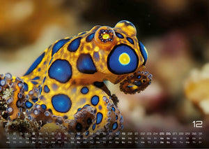 Sealife - verborgene Tiefen - 2027 - Kalender