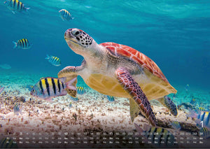 Sealife - verborgene Tiefen - 2027 - Kalender