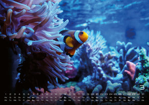 Sealife - verborgene Tiefen - 2027 - Kalender