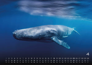 Sealife - verborgene Tiefen - 2027 - Kalender