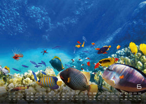 Sealife - verborgene Tiefen - 2027 - Kalender