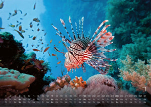 Sealife - verborgene Tiefen - 2027 - Kalender