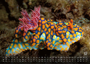 Sealife - verborgene Tiefen - 2027 - Kalender