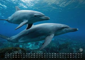 Sealife - verborgene Tiefen - 2027 - Kalender