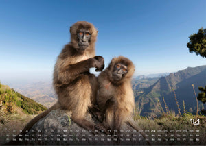 Afrikas Tierwelt - Der Tierkalender - 2027 - Kalender