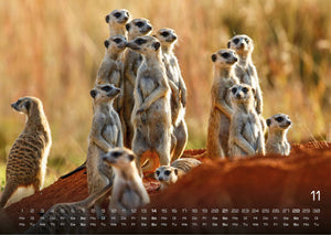 Afrikas Tierwelt - Der Tierkalender - 2027 - Kalender