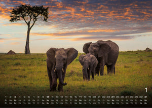 Afrikas Tierwelt - Der Tierkalender - 2027 - Kalender
