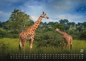 Afrikas Tierwelt - Der Tierkalender - 2027 - Kalender