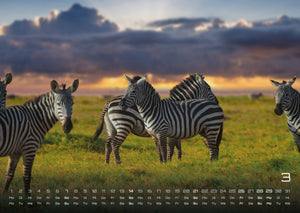 Afrikas Tierwelt - Der Tierkalender - 2027 - Kalender