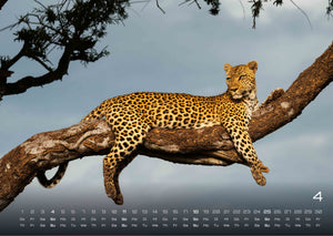 Afrikas Tierwelt - Der Tierkalender - 2027 - Kalender