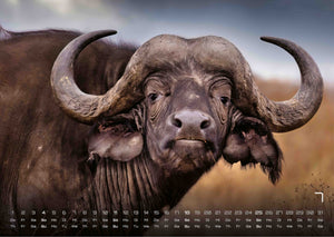 Afrikas Tierwelt - Der Tierkalender - 2027 - Kalender