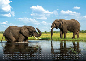 Afrikas Tierwelt - Der Tierkalender - 2027 - Kalender