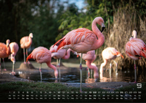 Afrikas Tierwelt - Der Tierkalender - 2027 - Kalender