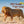 Afrikas Tierwelt - Der Tierkalender - 2027 - Kalender