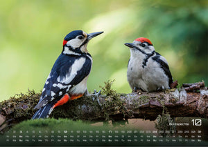 Waldtiere - Heimische Waldbewohner - Der Tierkalender - 2027 - Kalender