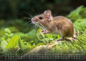 Waldtiere - Heimische Waldbewohner - Der Tierkalender - 2027 - Kalender
