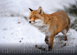 Waldtiere - Heimische Waldbewohner - Der Tierkalender - 2027 - Kalender