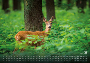Waldtiere - Heimische Waldbewohner - Der Tierkalender - 2027 - Kalender