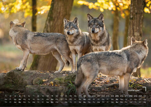 Waldtiere - Heimische Waldbewohner - Der Tierkalender - 2027 - Kalender