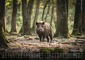 Waldtiere - Heimische Waldbewohner - Der Tierkalender - 2027 - Kalender