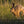 Waldtiere - Heimische Waldbewohner - Der Tierkalender - 2027 - Kalender