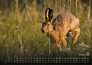 Waldtiere - Heimische Waldbewohner - Der Tierkalender - 2027 - Kalender