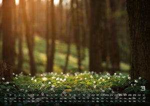 Wald - Erholung für Mensch und Tier - 2027 - Kalender