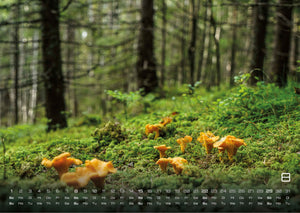 Wald - Erholung für Mensch und Tier - 2027 - Kalender