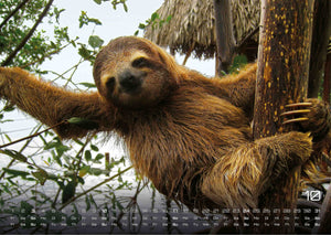 Faultiere – Chill mal! - 2027 - Kalender