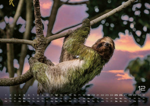 Faultiere – Chill mal! - 2027 - Kalender