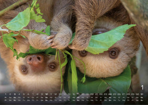 Faultiere – Chill mal! - 2027 - Kalender