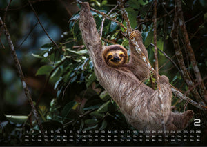 Faultiere – Chill mal! - 2027 - Kalender